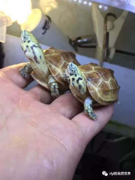 黃化斑紋草龜多少錢